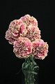 Dianthus Antigua